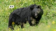 【速報】クマに襲われたか　自宅周辺の沢で男性の遺体　遺体の近くでクマ目撃　岩手県西和賀町