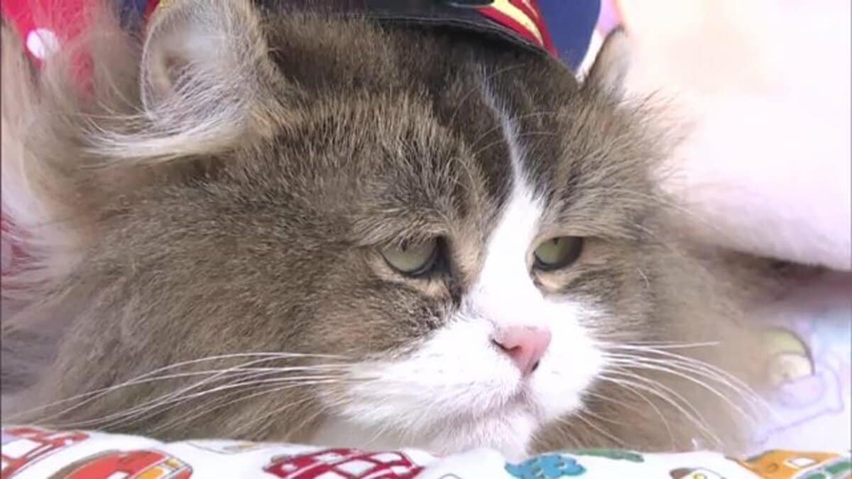 その愛らしさは世界も魅了!? 会津鉄道・芦ノ牧温泉駅3代目ねこ駅長