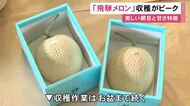 1本のツルに1玉だけ残し凝縮…岐阜県高山市で『飛騨メロン』の収穫が最盛期 記録的な暑さの影響で例年より早く