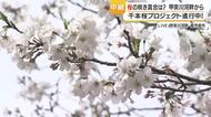 【中継動画】甲突川の桜430本「満開予想は4月8日」ライトアップは22時まで