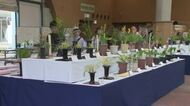愛好家が栽培したランを一堂に展示　富山県中央植物園のGW恒例「春のラン展」