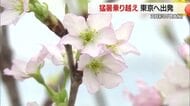 出荷量日本一の啓翁桜　東京へ向け出荷・淡いピンク色で正月彩る　猛暑に負けず生産者が栽培管理　山形
