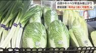 白菜が1玉1000円超え…長雨の影響で葉物野菜が高騰　市場関係者「年内は続く可能性」　安定生産の“工場野菜”に注目が