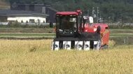 終盤迎えた稲刈り　直播栽培のコメ収穫「収量やや少ないものの出来は良い」岩手県八幡平市