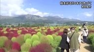 南阿蘇村で秋を彩るコキアが色づく【熊本】