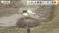 国の特別天然記念物「コウノトリ」ひな次々と誕生へ　繁殖シーズンが到来　淡路市で今シーズン全国初のひな確認　環境省は絶滅危険度を引き下げ