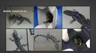 靴下からトカゲ200匹　“1匹10万円”絶滅危惧種のトカゲを密輸か　逮捕されたメキシコ人「メキシコで1匹750円ほどで仕入れた」