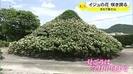 その姿まるで富士山 「伊集富士」今年も咲き誇る