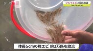 「大きく育ってかえってきて」 小学生が約3万匹のクルマエビ放流【佐賀県唐津市】