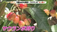 静岡から唯一移動可能な山梨県で…川勝静岡県知事がサクランボを“大人買い”