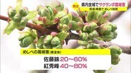 佐藤錦の花芽2割~6割が被害 サクランボの霜被害深刻 山形