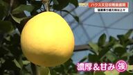 「果汁が口いっぱいに広がる」高知の冬の味覚・ハウス文旦　土佐市で収穫最盛期迎える