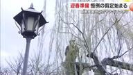 倉敷美観地区で約１４０本のヤナギの剪定作業始まる　迎春に向け“すっきり”とした姿に【岡山・倉敷市】