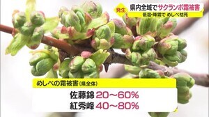 佐藤錦の花芽2割~6割が被害 サクランボの霜被害深刻 山形
