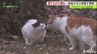 野良ネコの『避妊・去勢手術』専門の病院 手術後はu201d元いた場所に返す 