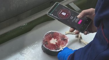 わずかな違いと品質を見極める「AIまぐろ」 新型コロナで注目される「くら寿司」の新たな仕入れ様式