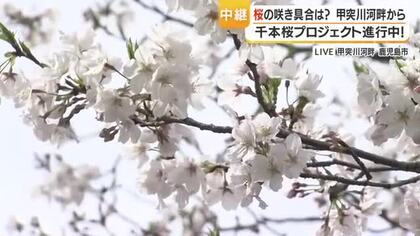 【中継動画】甲突川の桜430本「満開予想は4月8日」ライトアップは22時まで