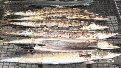 【無料で秋の味覚】さっぽろ羊ヶ丘展望台で「秋の味覚まつり」開催　根室直送の焼きサンマを毎日200人に振る舞い、開始10分で終了も〈北海道札幌市〉