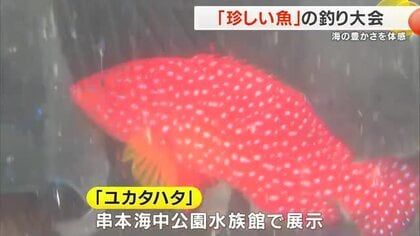 釣った魚の「珍しさ」を競う釣り大会　和歌山・串本町で約７０人が熱戦　もっとも珍しい魚は「ユカタハタ」