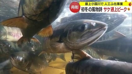 最上小国川でサケの遡上ピーク　初冬の風物詩「ウライ漁」行われるも…海水温上昇で捕獲量激減【山形発】