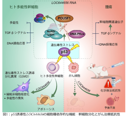 幹細胞の「自衛反応」に新発見 ~がん治療にもつながる可能性~