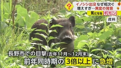 前年同時期比3倍以上に…イノシシの出没相次ぎ、長野市での目撃情報急増　“豚熱”での激減からの回復期か