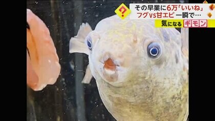 「すごい吸引力」わずか“0.03秒”の早業にいいねが6万件以上　フグが甘エビを一瞬で吸い込み丸のみ