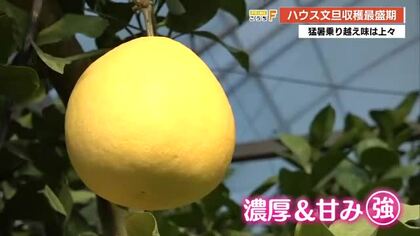 「果汁が口いっぱいに広がる」高知の冬の味覚・ハウス文旦　土佐市で収穫最盛期迎える