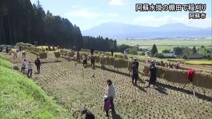 『阿蘇水掛の棚田』稲刈り【熊本】