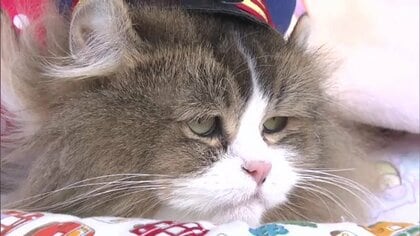 その愛らしさは世界も魅了!?　会津鉄道・芦ノ牧温泉駅3代目ねこ駅長「さくら」　マイペースな一日に密着【福島発】