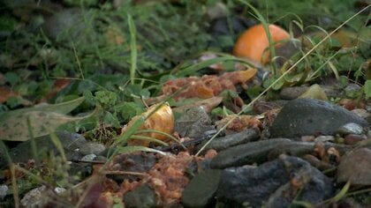 富山と秋田で75歳女性と85歳女性がクマに襲われケガ　秋田市中心部の千秋公園内でクマ目撃され警戒呼びかけ