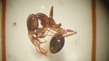 富山に上陸のヒアリ「拡大が見られず収束の方向に向かっている」と県が見解　1000匹超から15匹に減少も警戒は続く