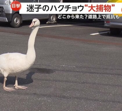 “迷子の白鳥”街中で大捕物…羽広げて威嚇する「コブハクチョウ」車道に飛び出して抵抗も大混乱の末に無事保護　