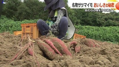 ねっとり甘～いサツマイモ「とみつ金時」収穫始まる　35度、湿度90％の“低温サウナ”状態で貯蔵し甘みアップ　福井・あわら市