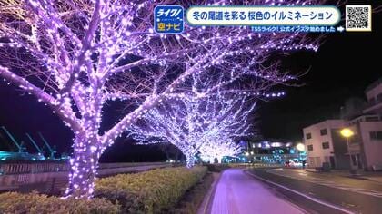 「桜じゃん！ビューティフル」おのみち冬桜イルミネーション　ピンクの電球が桜の木を彩る　広島・尾道市