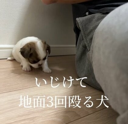 「いじけて地面3回殴る犬」飼い主のひざに乗れなかった子犬が悔しさ全開の“床バンバン”！人間っぽい仕草にキュンとする