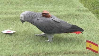 インコの「オリビア」が占う！パリ五輪サッカー男子準々決勝・日本VSスペイン勝つのはどっち？的中率は6割