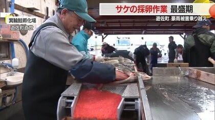豪雨被害乗り越えた“鮭の町”で採卵作業が最盛期「おいしいサケを届けたい」　恒例の高校生の実習も継続【山形発】