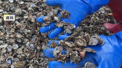 生産者「生きた心地しない」食卓に打撃…仕入れ値も上昇　ホタテとカキが大量死滅…原因は「高い海水温」