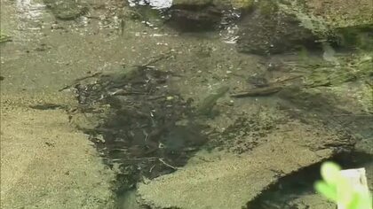 【涼を求めて】３）自然が育んだ湧き水を手ですくい喉元へ…日本の名水百選・塩釜の冷泉【岡山・真庭市】