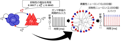 数理モデルで探る神経回路の成熟メカニズム