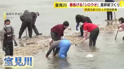 水揚げ激減で休漁続く「シロウオ」“春の風物詩”の復活めざし産卵場所づくり　市民ボランティアなどが活動　福岡・室見川