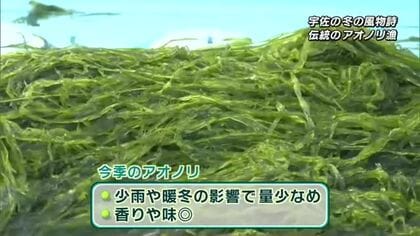 冬の風物詩・伝統のアオノリ漁始まる「香りが非常によい、季節を感じて」大分県宇佐市