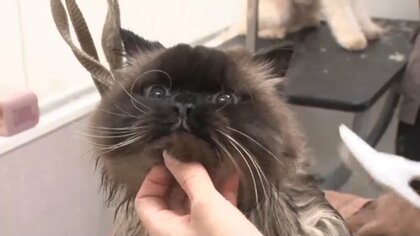 経済効果は東京オリンピックに匹敵！？　“ネコノミクス”2025年は2兆円超の試算…2月22日「猫の日」で限定商品も続々　「電気代4万円超」飼い主も