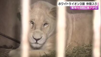 「末永く健康に…」南アから来た３頭のホワイトライオン　無事”姫セン”に到着　兵庫・姫路市