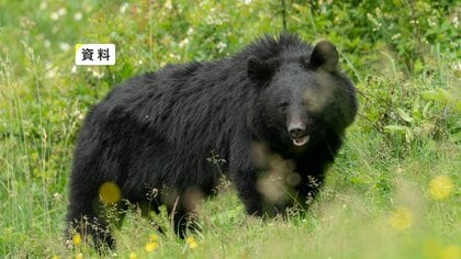 クマと自宅敷地内で鉢合わせ、男性とにらみ合い　鶏のえさなど荒らされる被害確認　岩手県遠野市