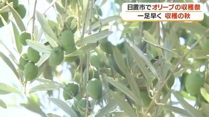 「日本に誇れるものを作っている」鹿児島・日置オリーブファームが収穫祭　2026年は気候条件にも恵まれ出来は上々