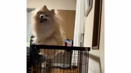 着地音がもはや地鳴り？飼い主の帰宅が嬉しくてジャンプし続ける犬がすごい…獣医も驚きの“太もも筋”の持ち主だった