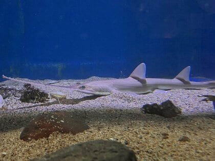 深海の器用者」ノコギリザメが長崎で水族館デビュー！上あごで“電磁波