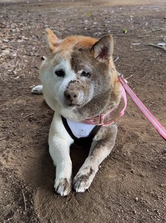 えー 半分熊になる」顔の半分だけが真っ黒“砂まみれ”の柴犬が可愛い！どうしてこうなっちゃったのか状況を聞いた｜FNNプライムオンライン